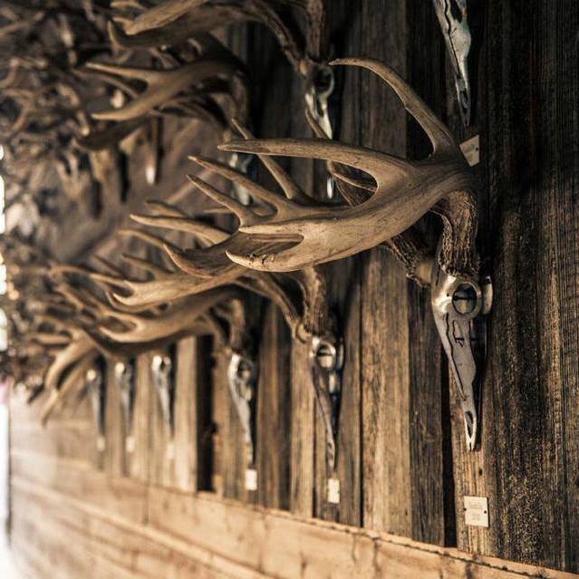 Iron Deer Mount